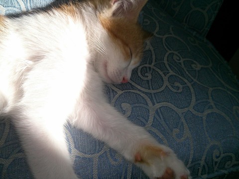 Snoopy sleeping
