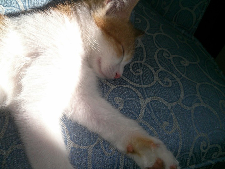 Snoopy sleeping