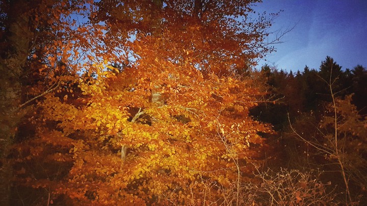 Herbst