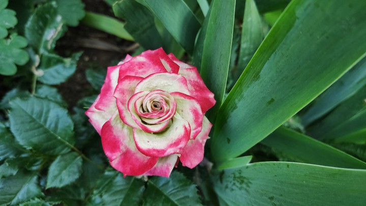 2 colored rose