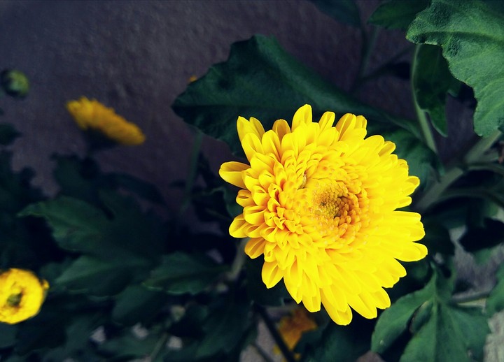 flower