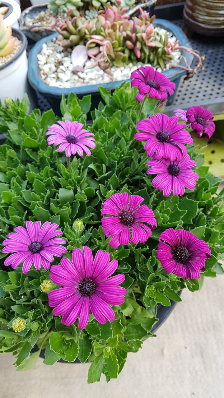succulents