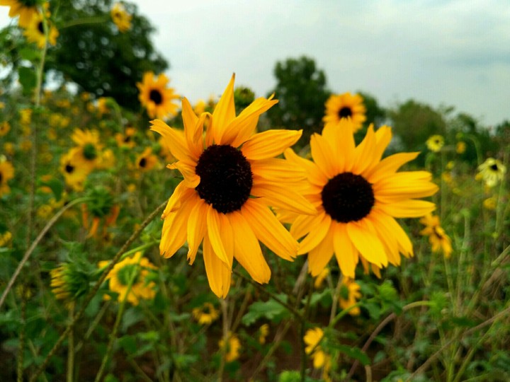 gold flower