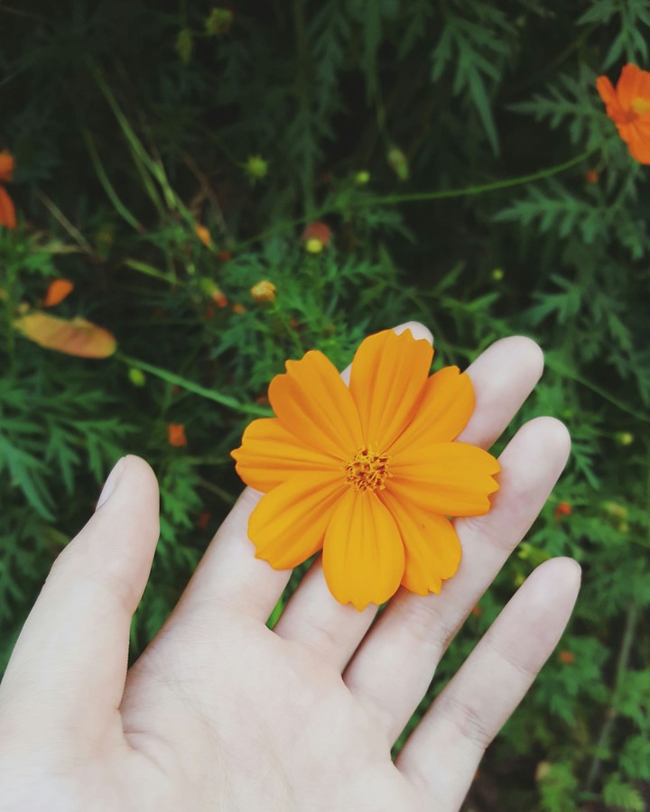 flower in my hand