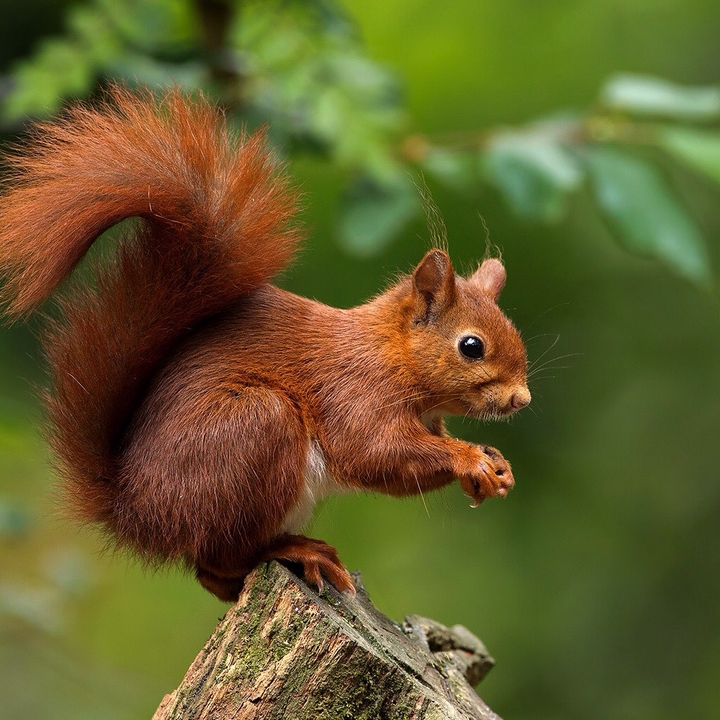 Squirrel