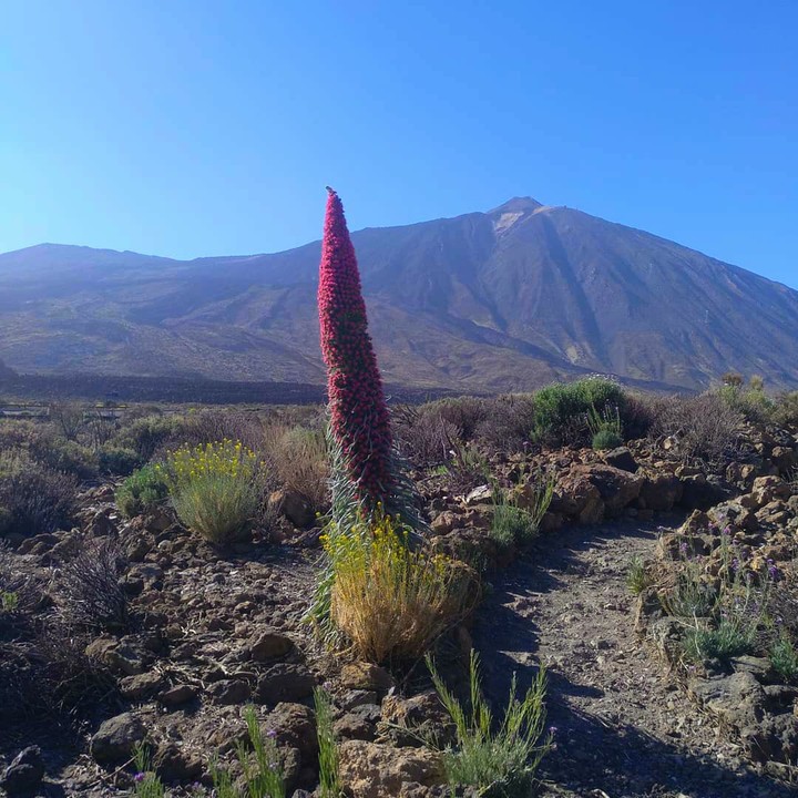 Tajinaste del Teide