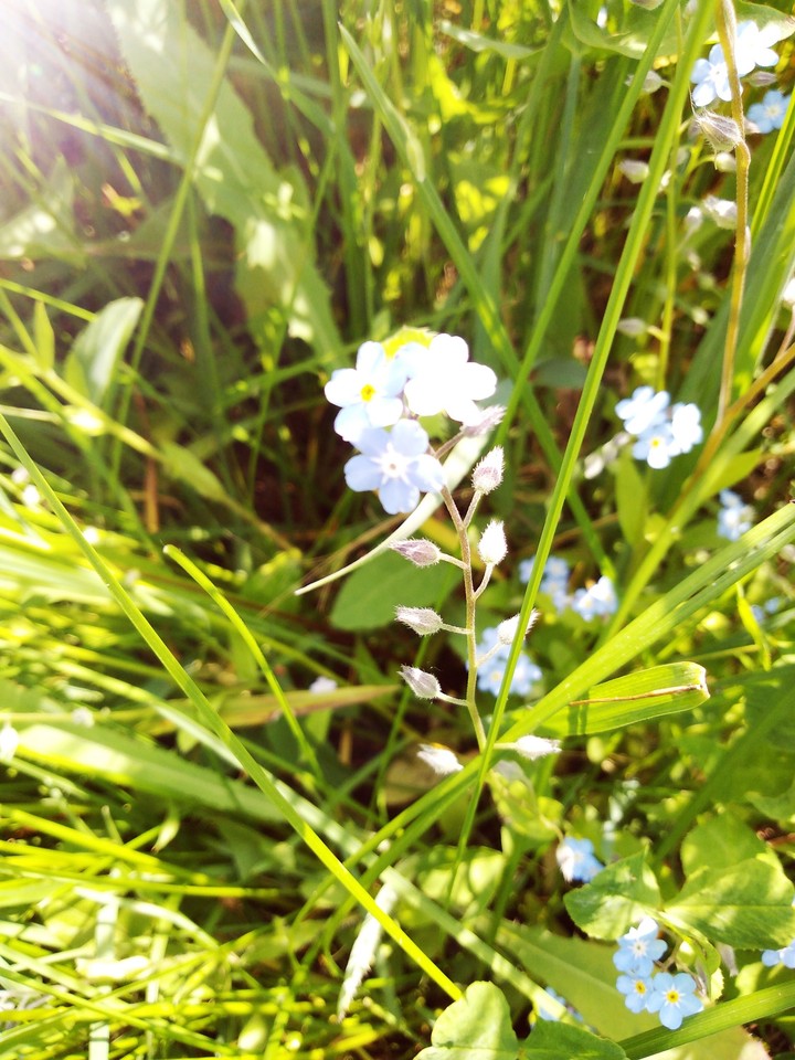 summer