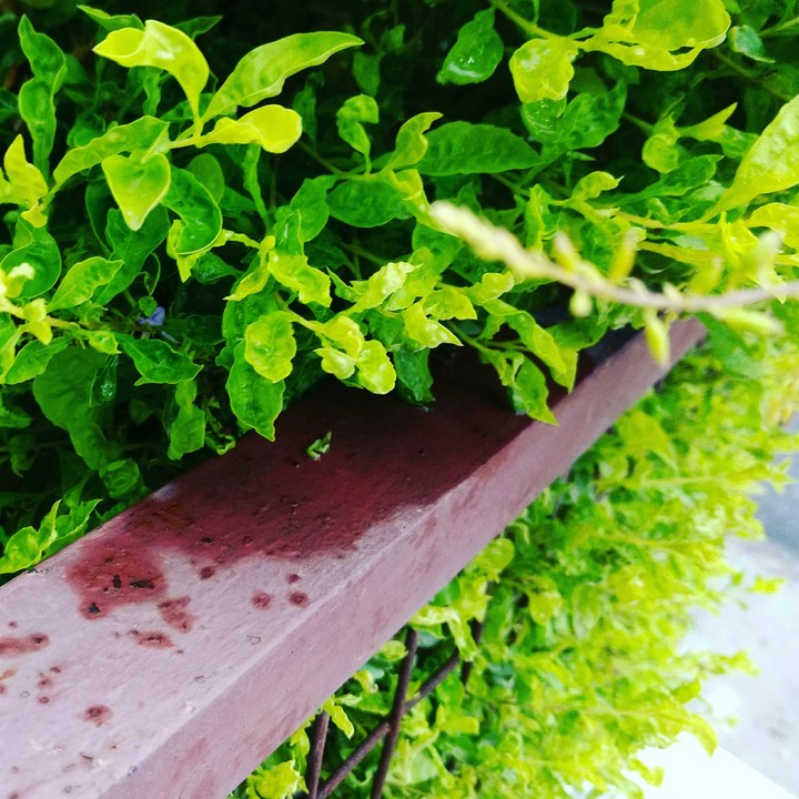 Nature Loves Rain