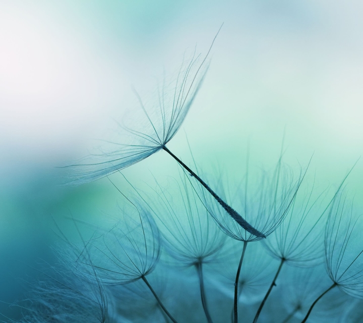 Dandelion