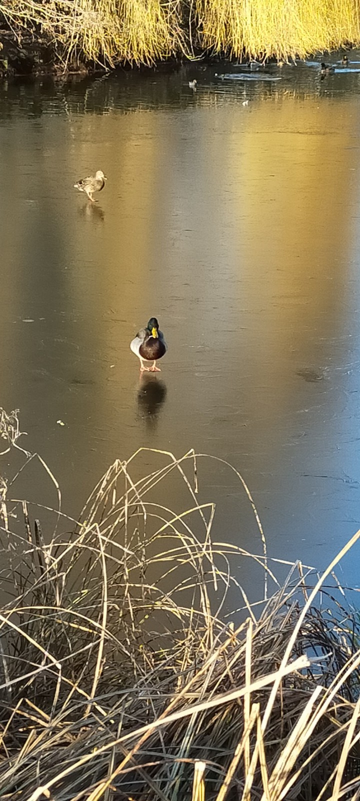 canard sur lac gelé