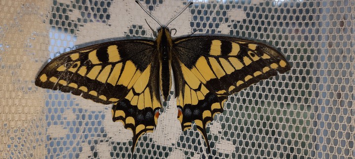 Wonderful butterfly