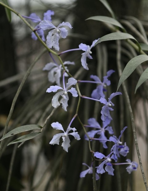 רקעים flower, pedicel