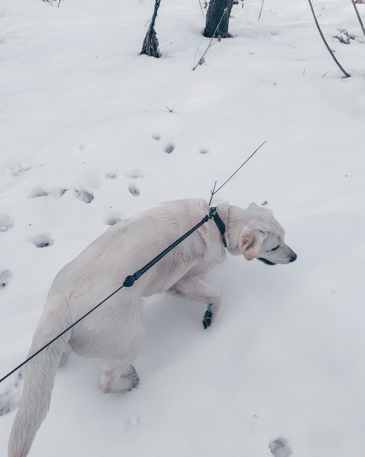 собака