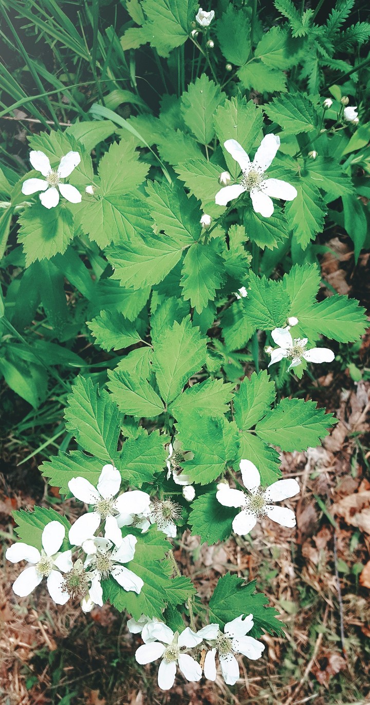 Spring