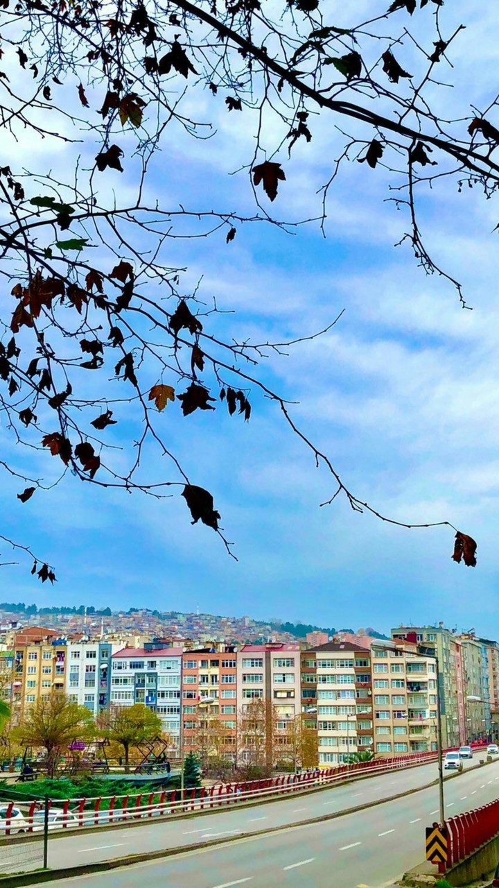 leaves