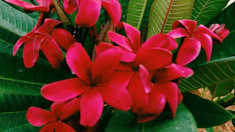 Magenta Plumeria