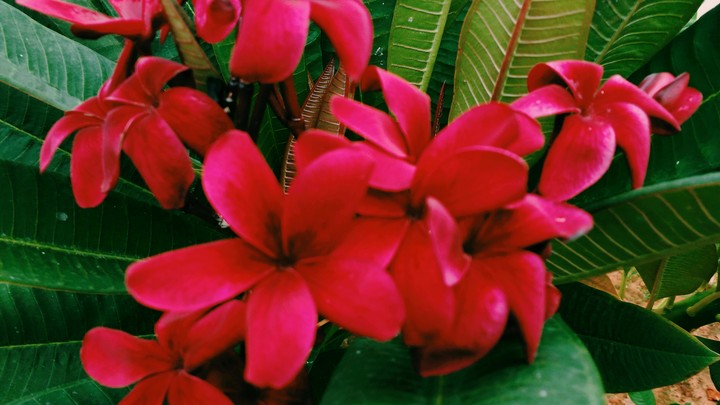 Magenta Plumeria