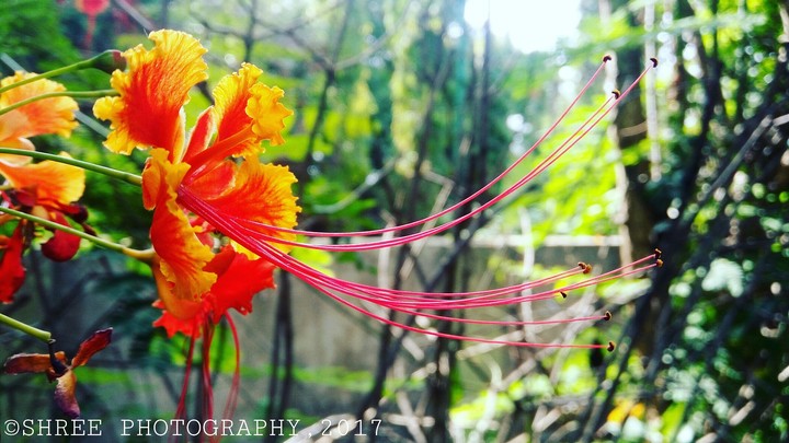 Red Jaswand