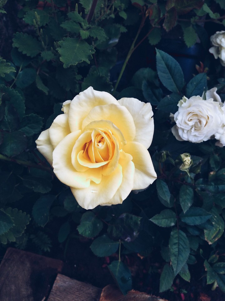 Yellow Rose
