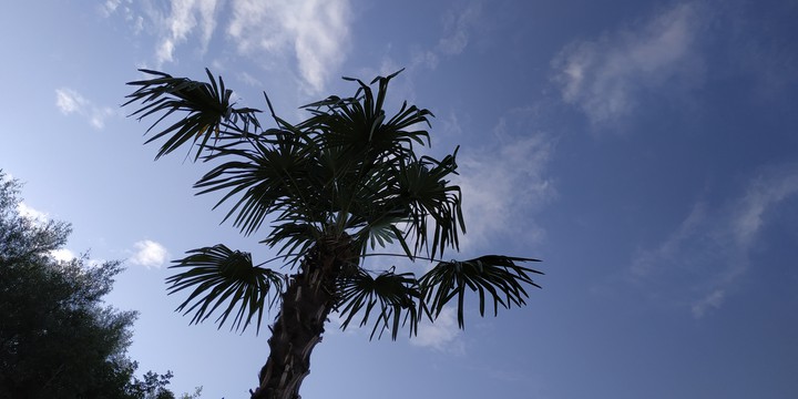 Palm tree