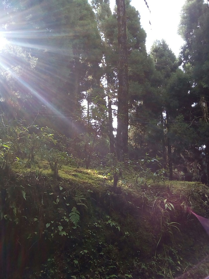 beauty of nature