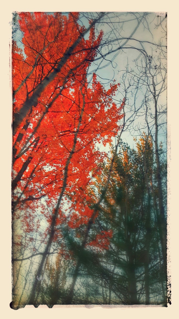 Forest on Fire