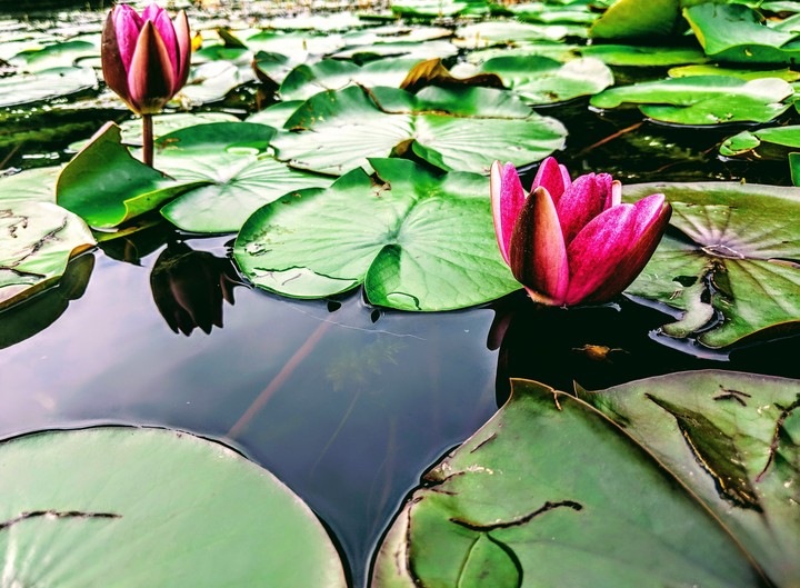 flower water