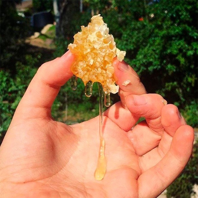 Honey
