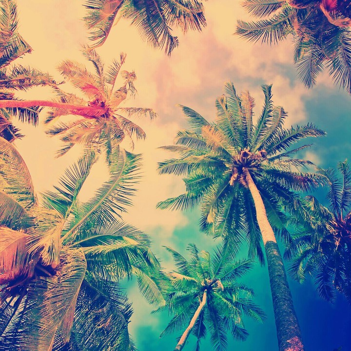 palms