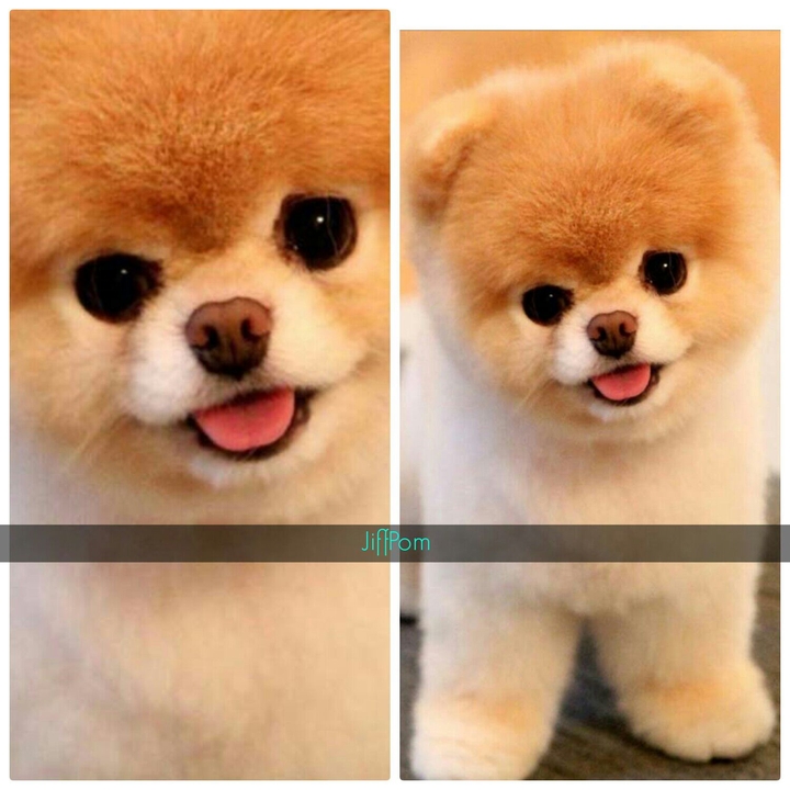 Jiffpomi