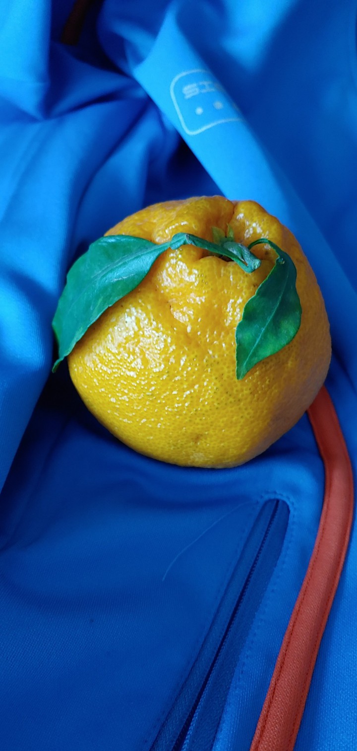 한라봉(Mandarin orange)