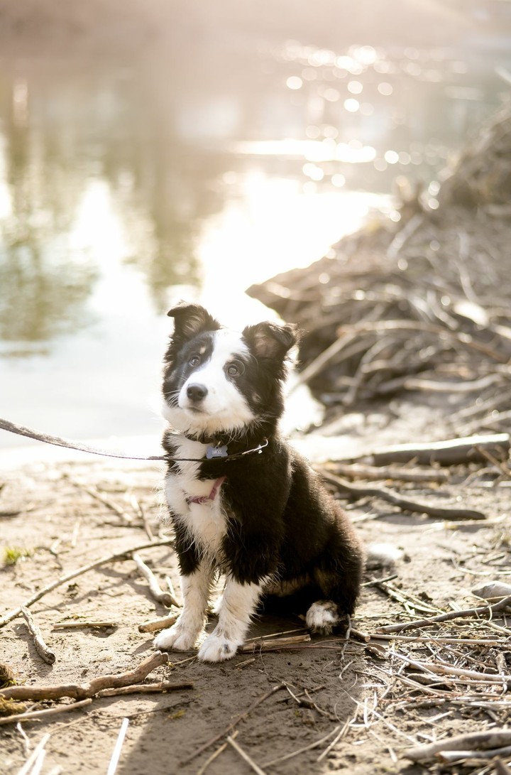 Border Collies Because There Is No Better Dog
