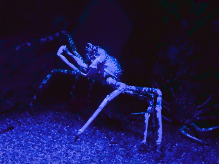 Giant Japanese spider crab at Busan aquarium