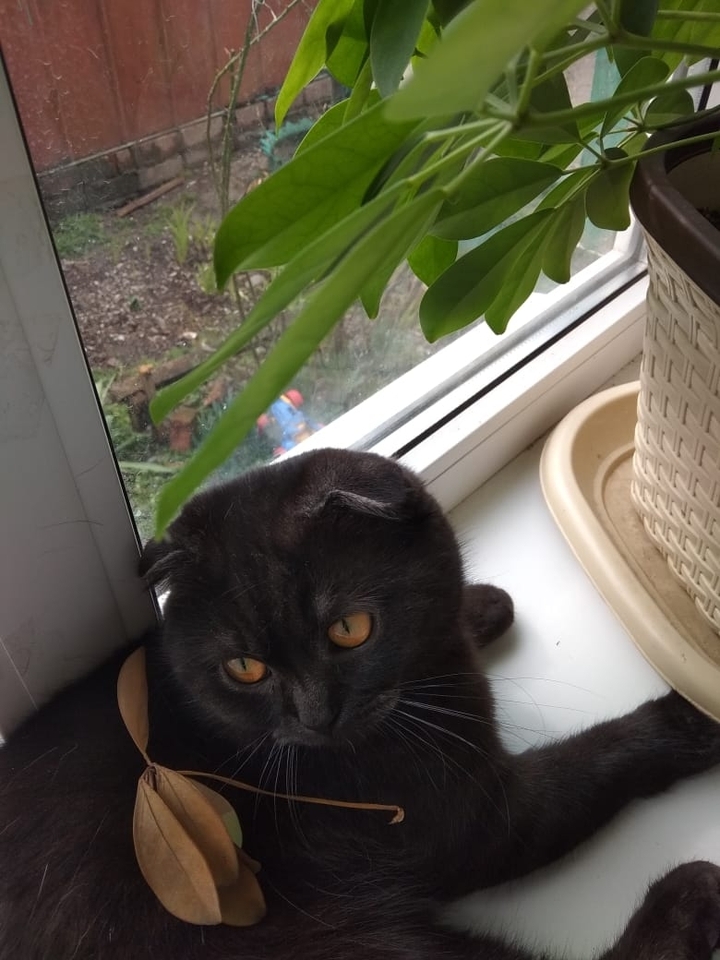 мой котик ?