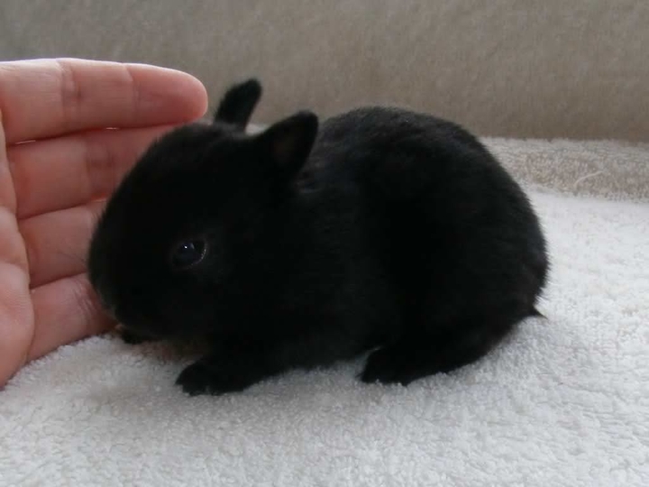 baby black bunny