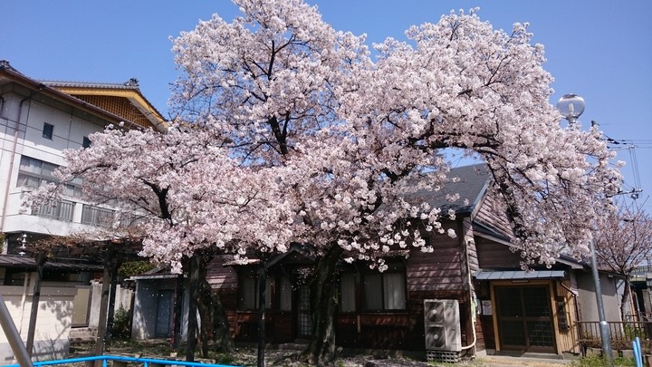 伏見の桜
