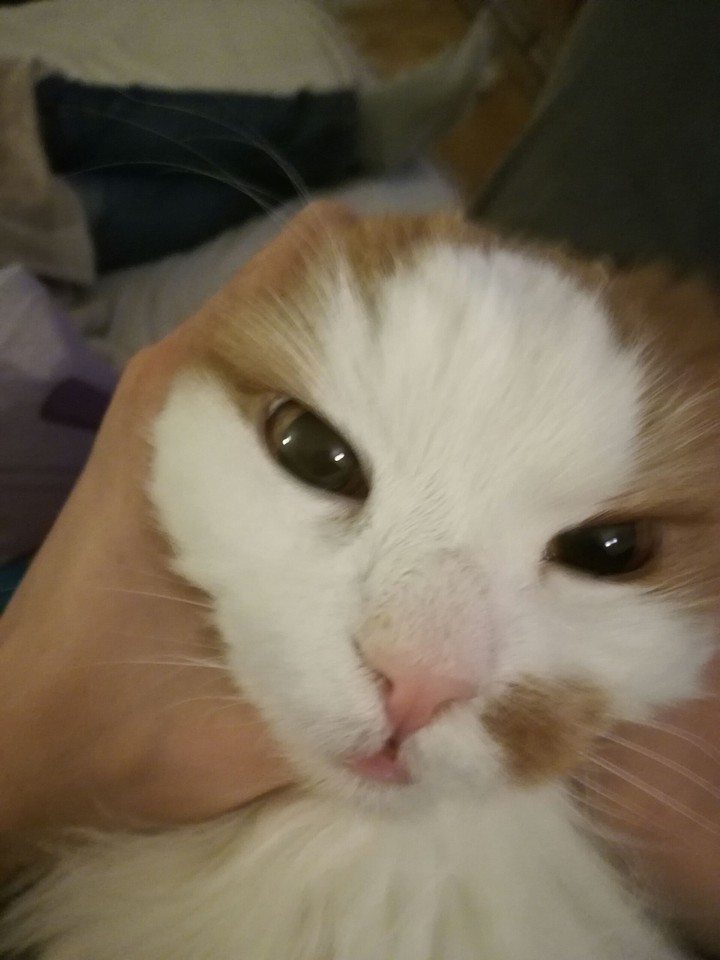 Scary cat