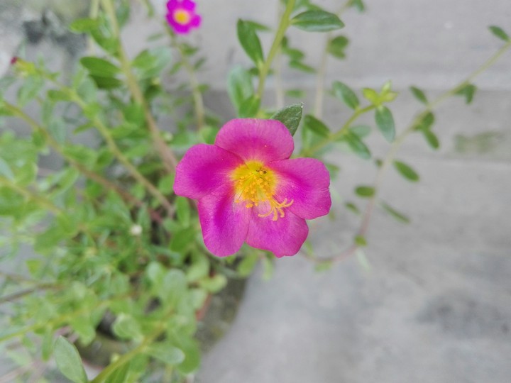 anan