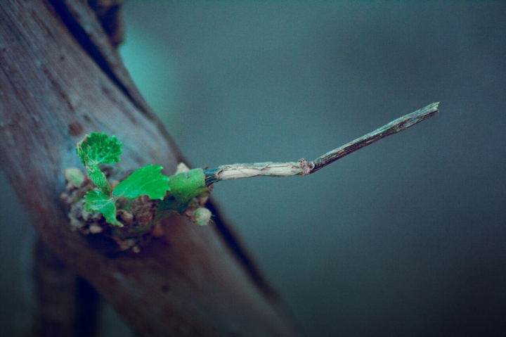 stick