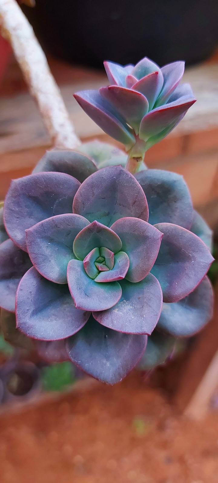 beautiful succulents photographs wallpapers