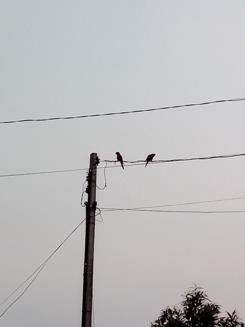 Birds couple