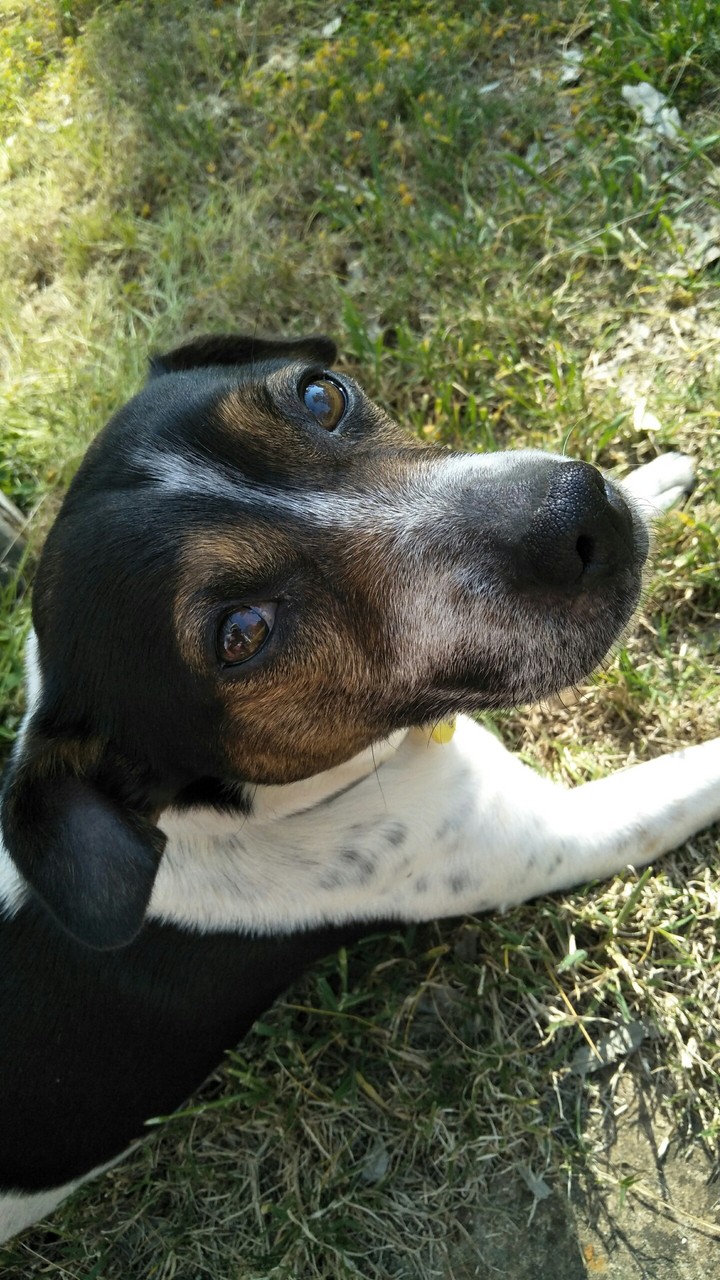 Jack Russell lying on the grass
