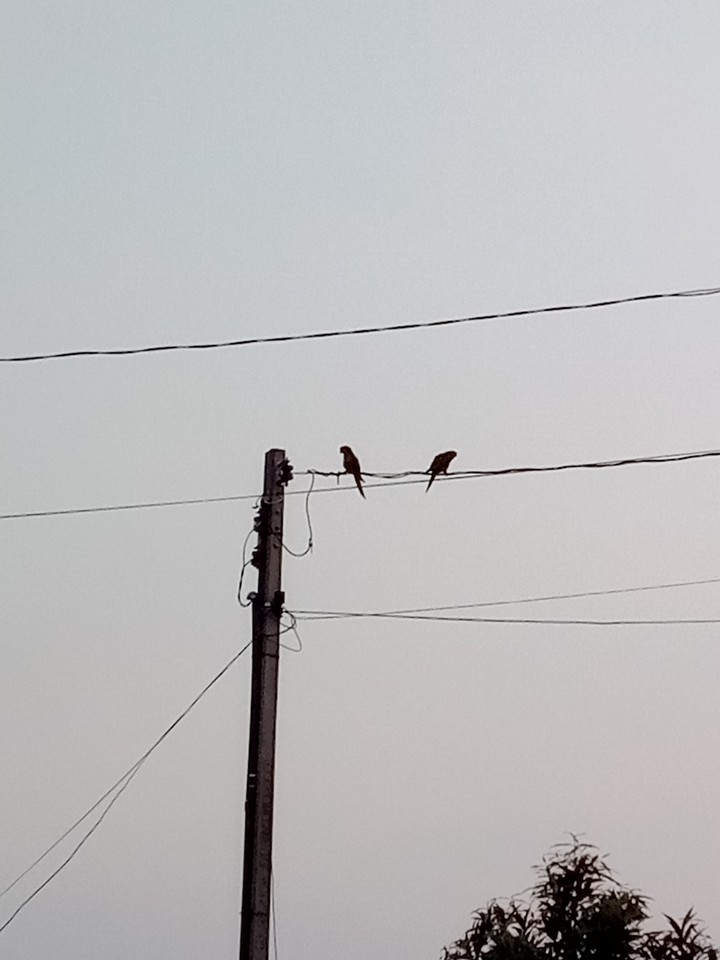 Birds couple
