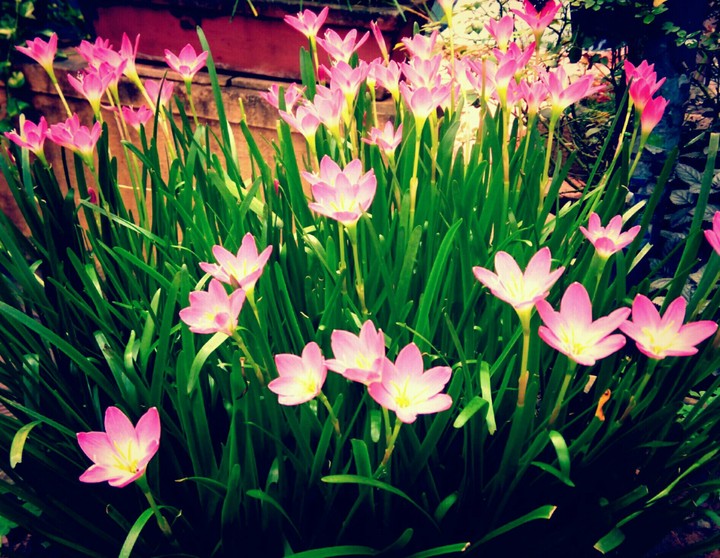 Beautiful flowers... 
