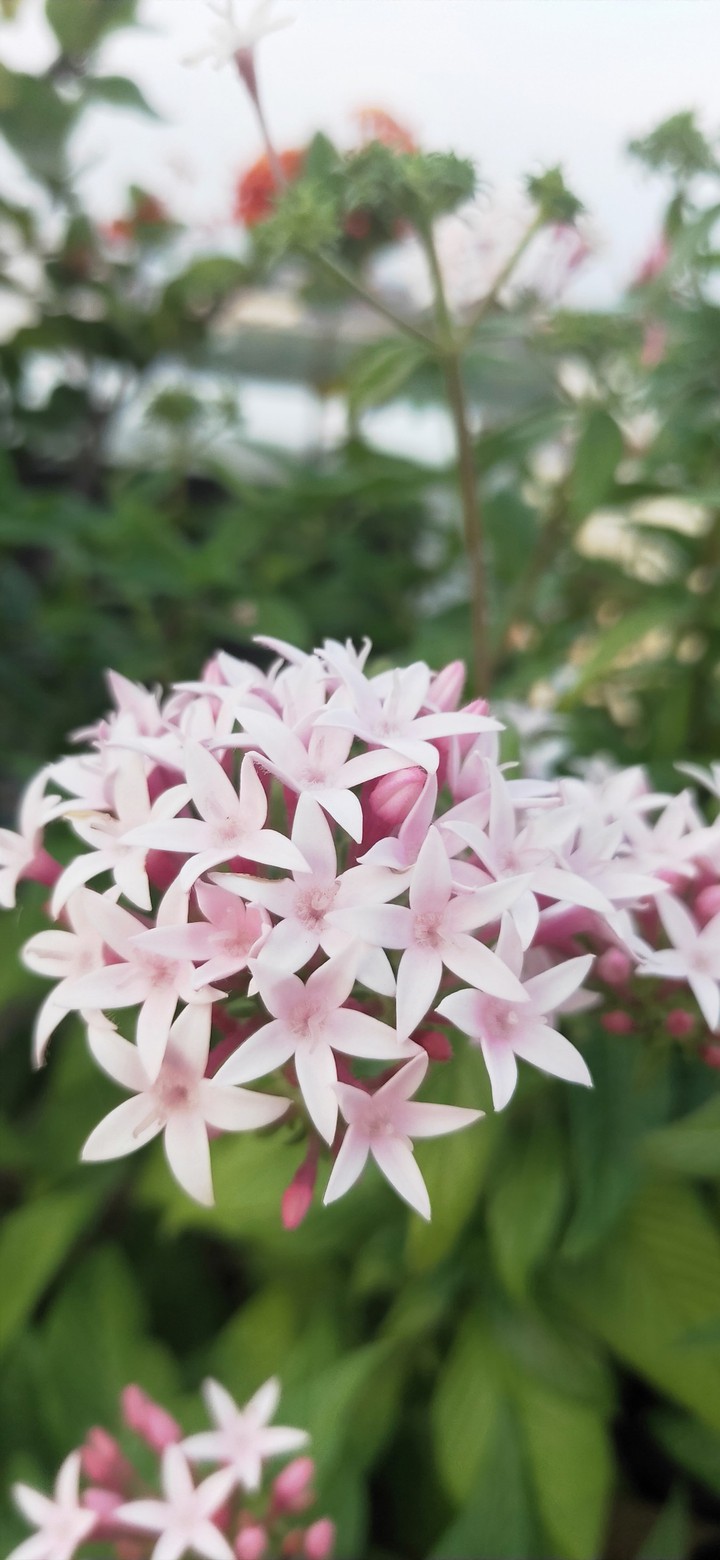 flower Bunches