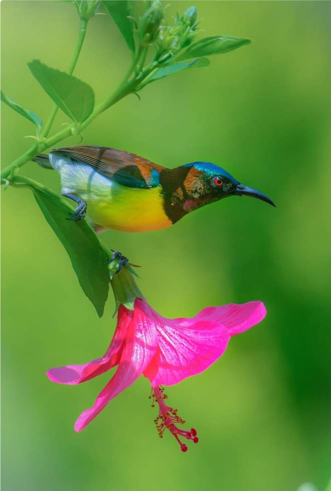 Purple Sunbird