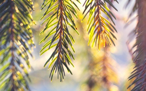 тапети fir, Close-up