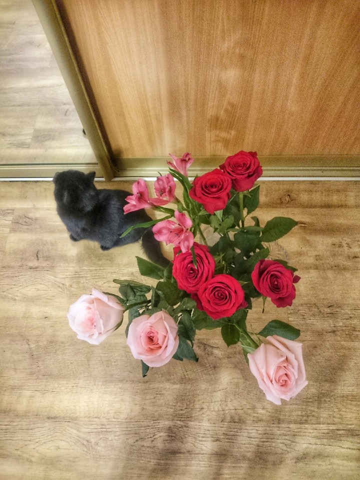 кот, цветы