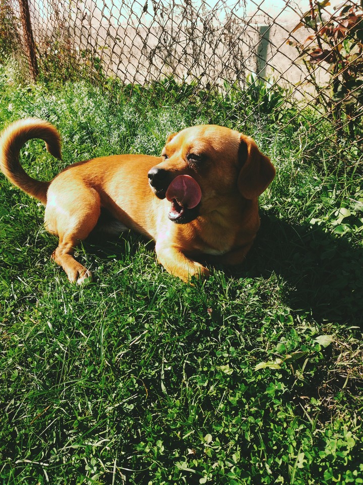 Bobi