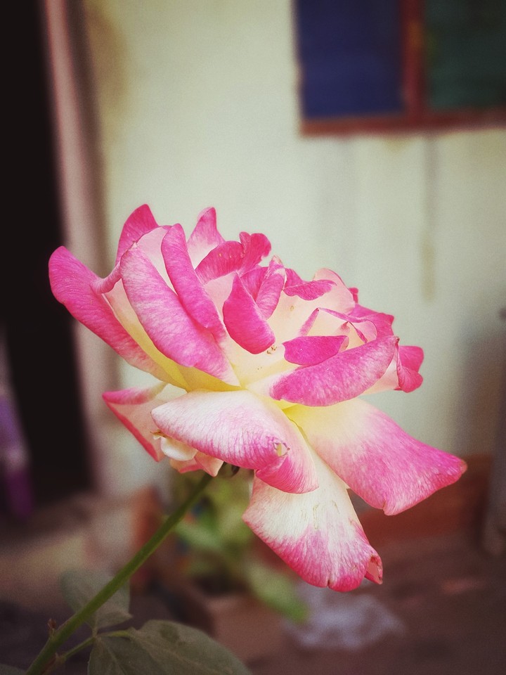 flora